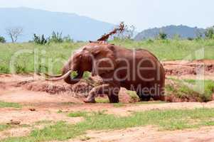 Kenya's red elephant