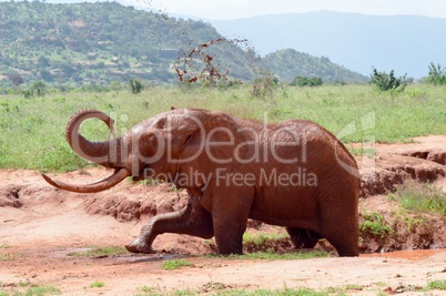 Kenya's red elephant
