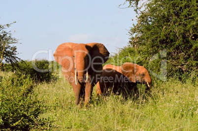 Kenya Red Elephant