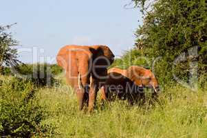 Kenya Red Elephant