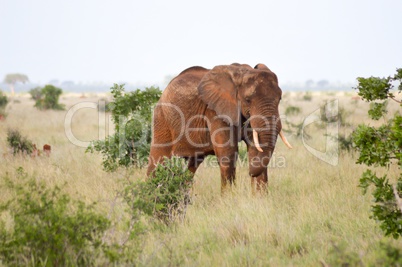 Red elephant in the savannah