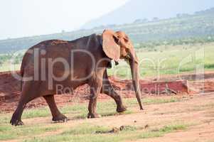 Elephant walking by grazing