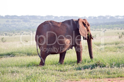 Elephant walking by grazing