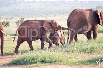 Elephant walking by grazing