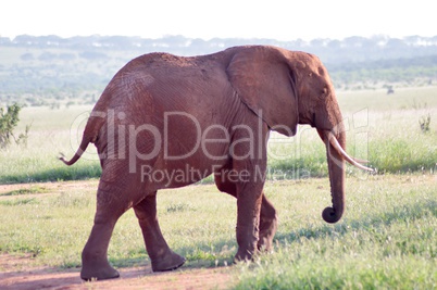 Small elephant walking by grazing