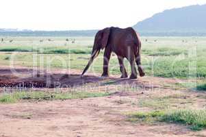 Elephant at a water point