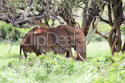 Elephant in the shade