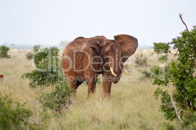 Red elephant in the savannah