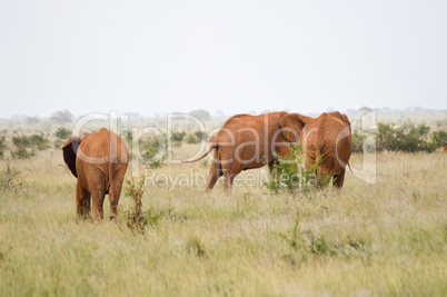 Red elephant in the savannah
