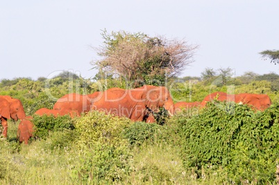 Red Elephant Herd