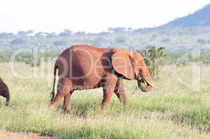 Red elephant grazing
