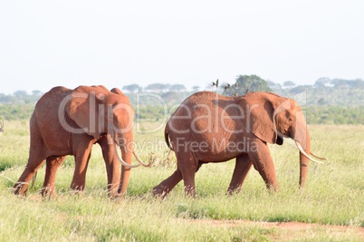 Two elephants walking