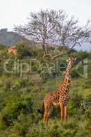 Giraffe in the savanna