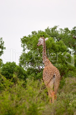 Giraffe in the savanna