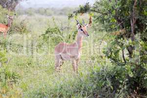 Impala with defense