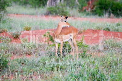 Impalas in the savanna