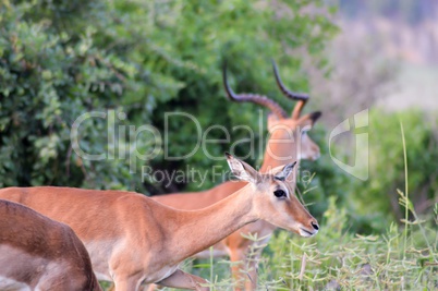 Impalas with tusks in the savanna