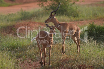 Two Impalas with defenses