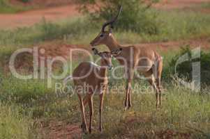 Two Impalas with defenses