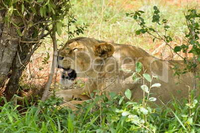 Lioness head lying