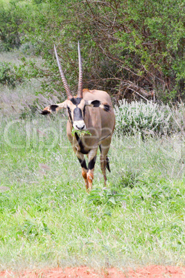 Oryx grazing in the savanna