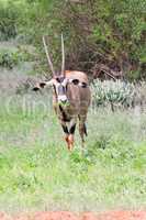Oryx grazing in the savanna