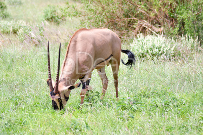 Oryx grazing in the savanna