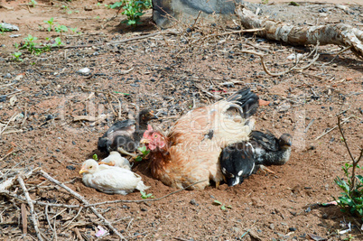 Brown hen with four black