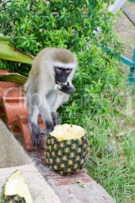 Monkey vervet on a low wall