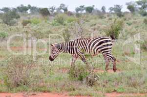 A zebra grazing