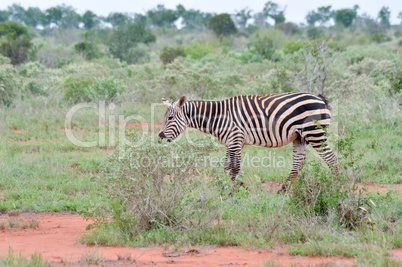 A zebra grazing