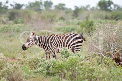 A zebra grazing