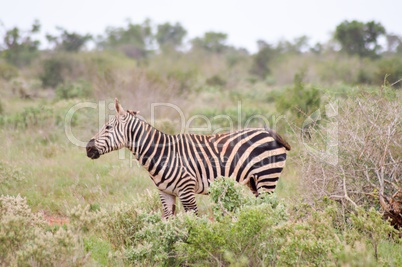 A zebra grazing