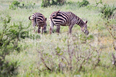 two zebras grazing