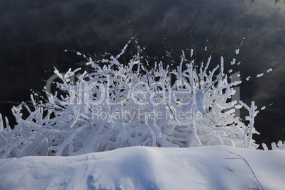 Frozen branches above flowing river