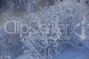Beautiful winter landscape with snow covered trees