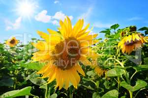 Sunflower flower against the blue sky and sun