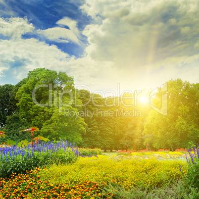 summer park with beautiful flowerbeds