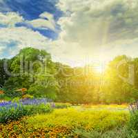 summer park with beautiful flowerbeds