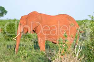 Red Elephant isolated