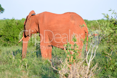 Red Elephant isolated