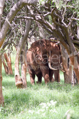 Red Elephant isolated