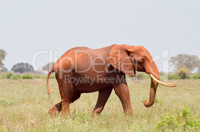 Red Elephant isolated
