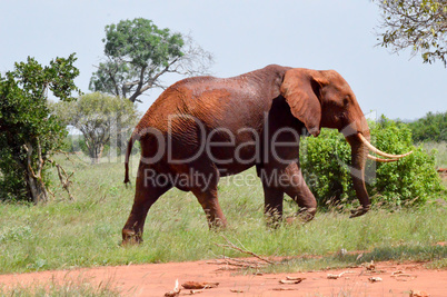 Red Elephant isolated in the savannah of Tsavo East park in Keny