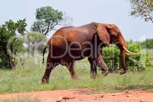 Red Elephant isolated in the savannah of Tsavo East park in Keny