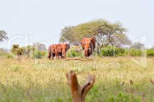 Three Red Elephants isolated