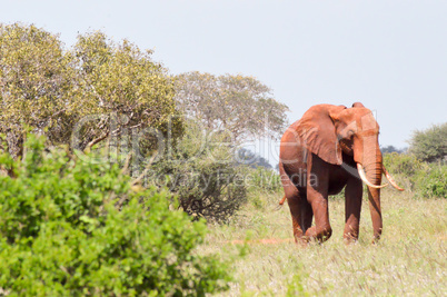 Red Elephants isolated