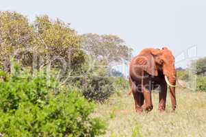 Red Elephants isolated