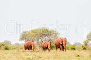 Three Red Elephants isolated