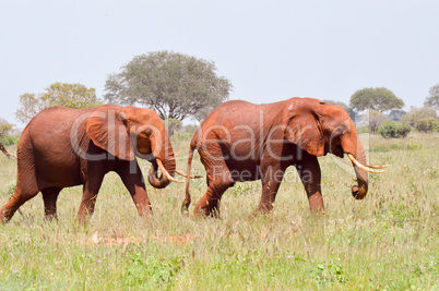 Two Red Elephants